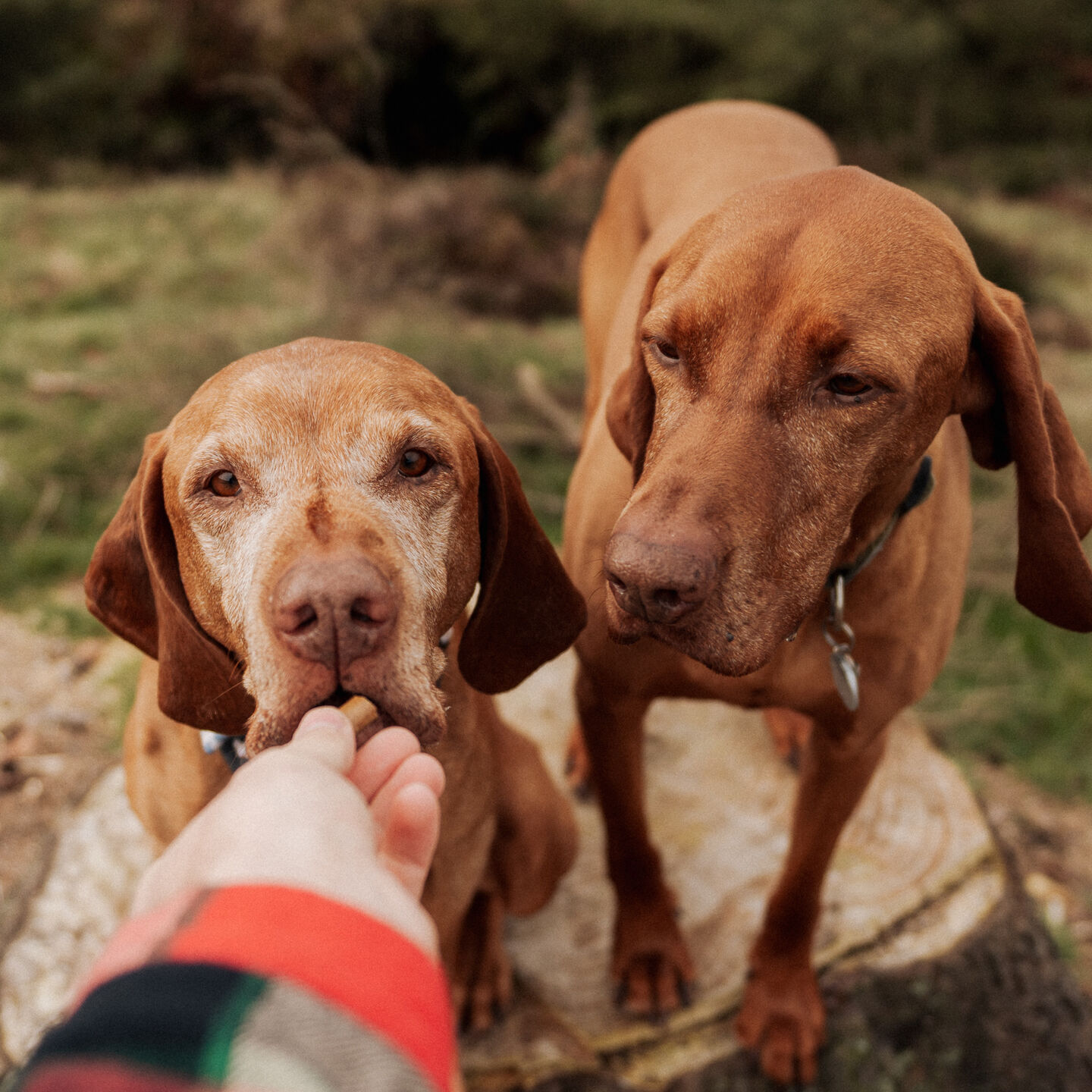 <b>WHAT'S THE BEST DOG FOOD FOR SENSITIVE STOMACHS?</b><br><br>How to find foods that may be easier to digest and help with uncomfortable symptoms...</br>